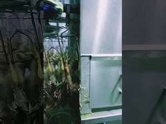 High Capacity Poultry Slaughtering Line Halal Chicken Slaughterhouse Machine 1000BPH