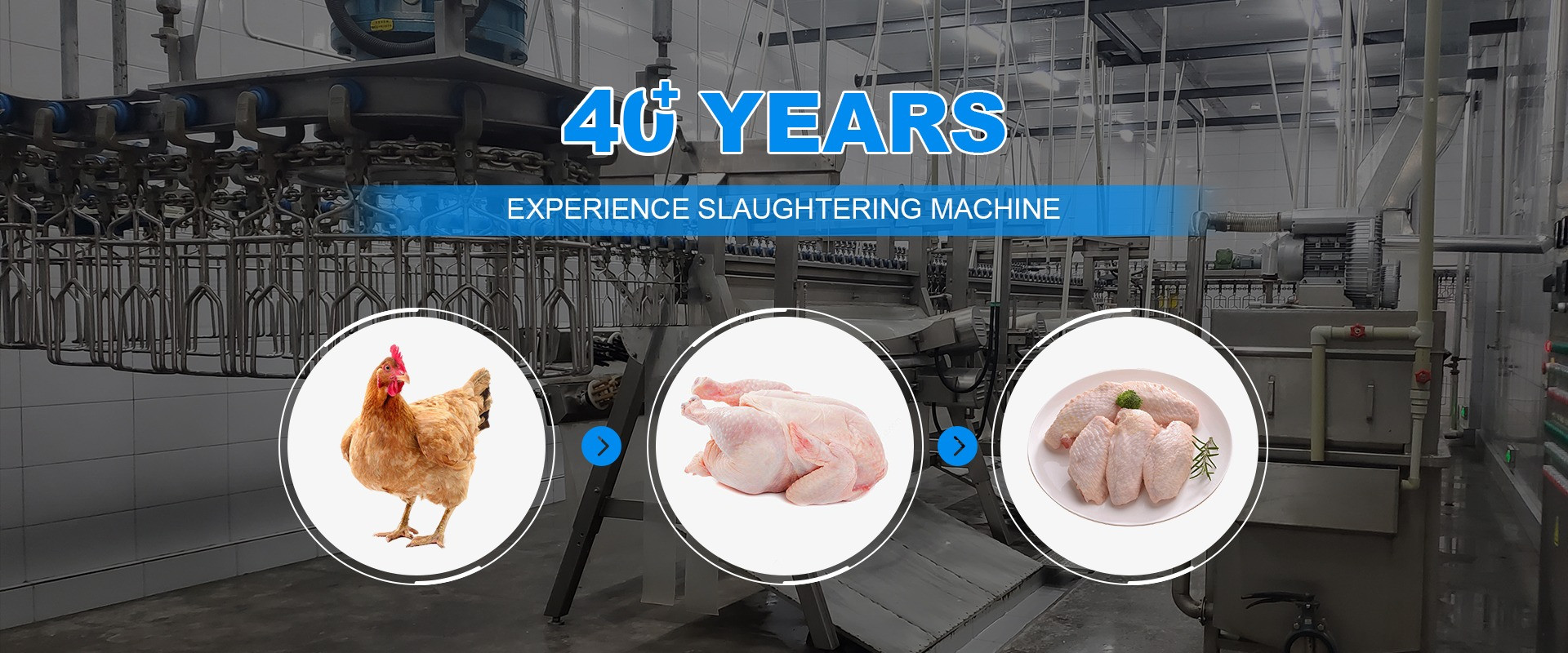 quality Chicken Slaughtering Machine factory