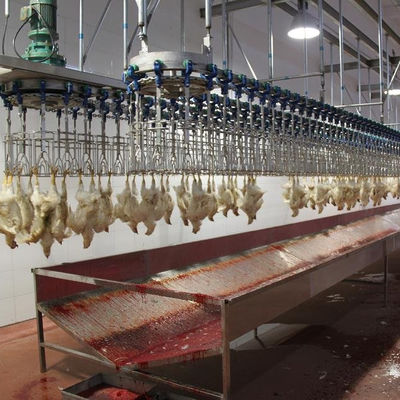 500BPH - 1000BPH Automatic Slaughtering Machine Poultry Chicken Butchering Equipment