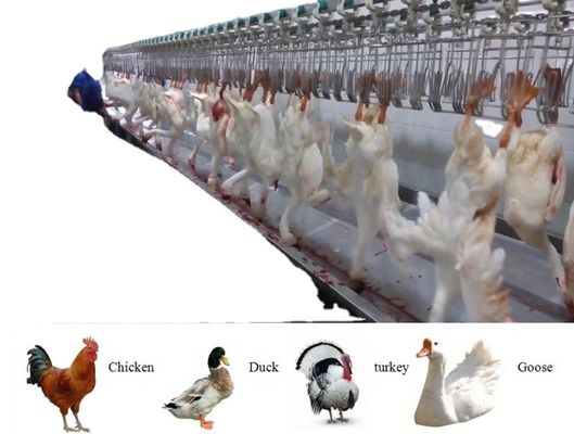 Kualitas 500BPH - 12000BPH Kapasitas Alat Pembantaian Angsa Halal Disesuaikan pabrik