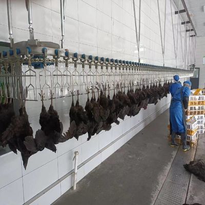 Electrical Heating Automatic Chicken Scalding Machine For Slaughtering Line
