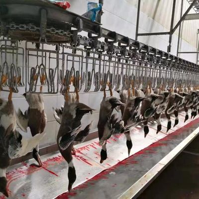 Qualidade Máquina de abate de galinha, ganso, peru e pato 1000BPH Máquina de processamento de aves de capoeira Fábrica