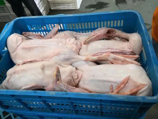 品質 チキン・グース・ターキー・アヒル 屠殺機 1000BPH 鶏肉加工機 工場