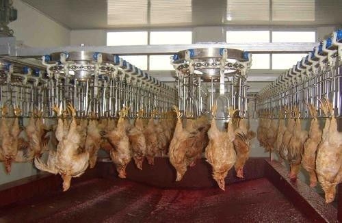 Customizable and Durable Poultry Processing Line with Stainless Steel Materials Stainless Steel 304