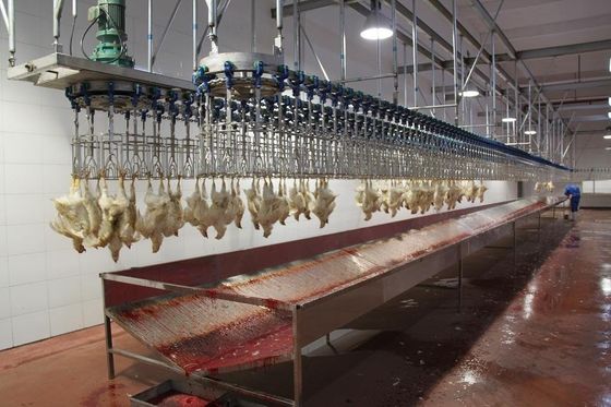 Broiler Layer Automatic Slaughtering Machine Farms Stainless Steel Chicken Slaughter
