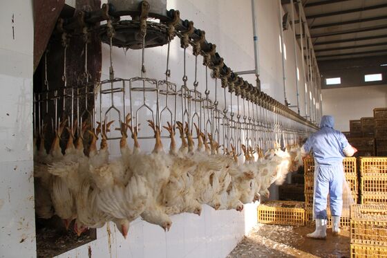 Qualité Équipement d'abattage de poulets halal à haute efficacité, ligne de transformation de volailles clé en main pour 1000 oiseaux par heure Usine