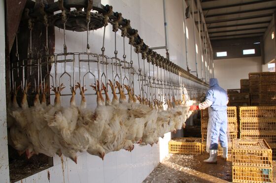 Qualité Équipement d'abattage de poulets halal à haute efficacité, ligne de transformation de volailles clé en main pour 1000 oiseaux par heure Usine