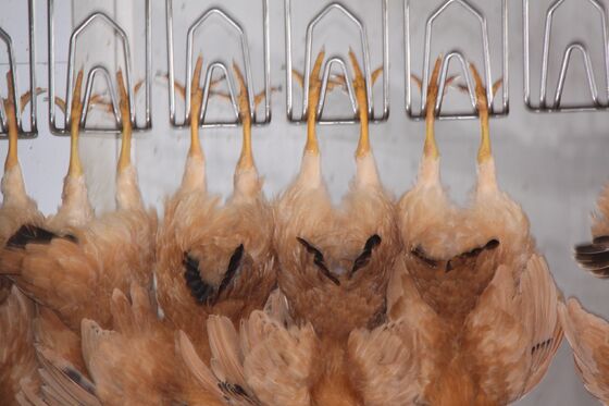 High Efficiency Halal Chicken Slaughtering Equipment Turnkey Poultry Processing Line for 1000 Birds Per Hour